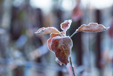 frozen leaves of an apple tree. selective focus.