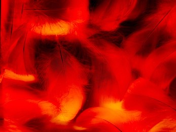 beautiful abstract red feathers on black background, yellow feather texture on colorful pattern and red background, orange feather wallpaper, love theme, wedding valentines day, red gradient