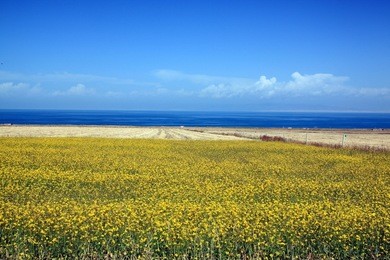 rapeseed fiels surrounding qinghai lake, china/ qinghai lake scenery