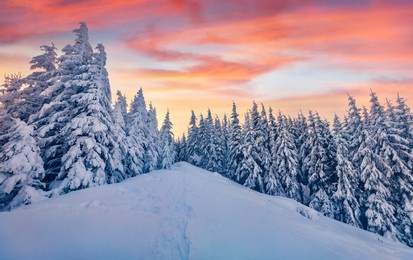 christmas postcard. colorful morning view of the mountain forest. amazing winter landscape of carpathian mountains with fir trees covered fresh snow. frosty winter scenery.