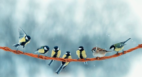funny little birds sparrows and tits are sitting on a branch in the winter park