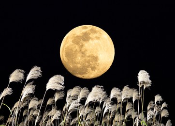 the harvest moon and japanese pampas grass.