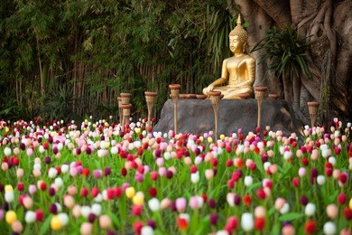field of tulips in wat phan tao temple, chiangmai thailand