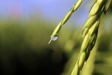 water drops on an ear of green wheat in field with dew drop in the morning. closeup of young green paddy background. rice field backgrounds with morning rain rain drops.