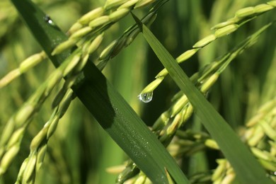 green wheat field with dew drop in the morning. closeup of young green paddy background. rice field backgrounds with morning rain water drops.