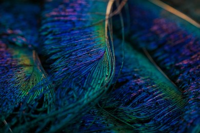india, 24 february, 2021 : peacock feather, peafowl feather, bird feather, close up of peacock feather, background.