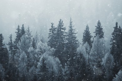 coniferous forest covered with hoarfrost background, winter landscape snow trees