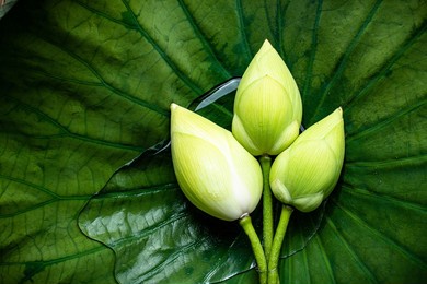 lotus flower on green lotus leaf background with clear water nat