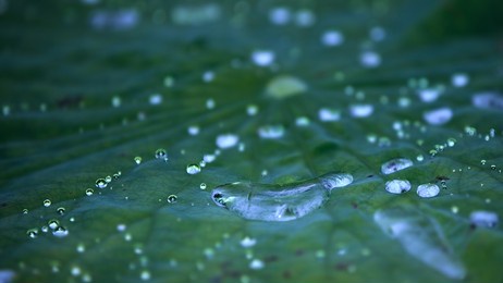 bright water-drop on beautiful lotus leaf
