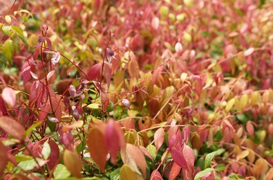 a close up of a colourful lilly pilly hedge with beautiful fresh new leaves and growth. lovely pinks, yellows and greens in the weeping foliage. 