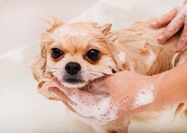 dog.pomeranian takes a shower and washes up. the spitz stands submissively under the pressure of the water. the dog is bathed