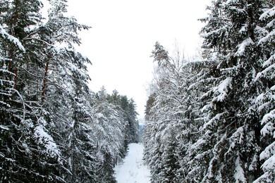 winter in a spruce forest, spruces covered with white fluffy snow. selective focus. 