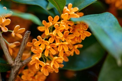 flower of fragrant olive - osmanthus fragrans var. aurantiacus - are blooming in japan.