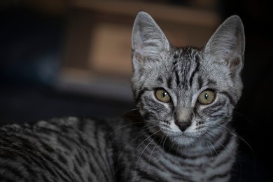 small kitten looking, gray furry.