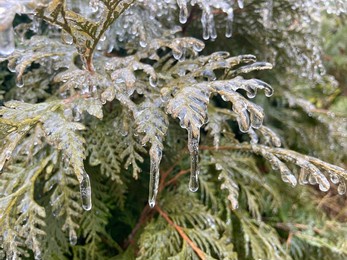 plants covered with ice. black ice on plants. rain and frost create iced leaves on bushes. rainy and frosty winter. frozen leaves with icicles