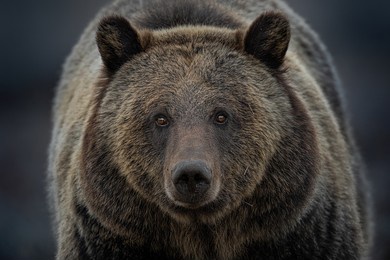 grizzly bear closeup of bear called fritter in grand tetons