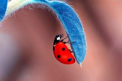 extreme macro shots, beautiful ladybug on flower leaf defocused background.