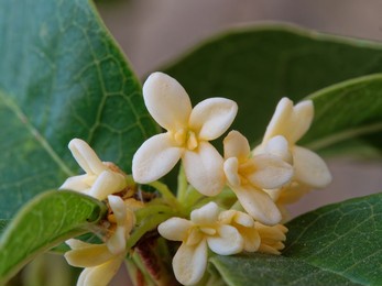 close up view of blooming yellow sweet osmanthus flowers on branch, macro, low depth of field.
