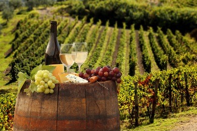 white wine with barrel on vineyard in chianti, tuscany, italy