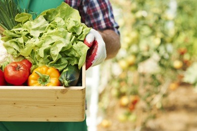 close up of box with ripe vegetables