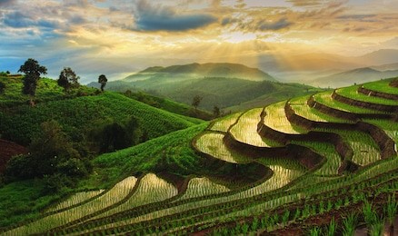 terraced rice field in chiangmai, thailand