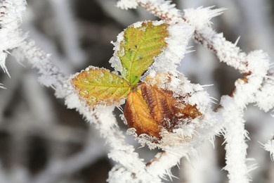 frozen leaves in sunny december, germany