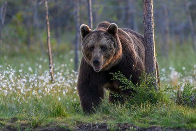 a european brown bear in the forest of ursus arctos in  finland