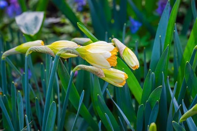 close-up of yellow daffodil buds. natural background. spring concept