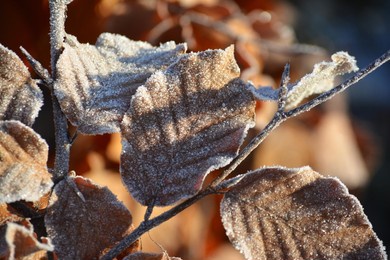 yellow leaves frozen by frost in winter.