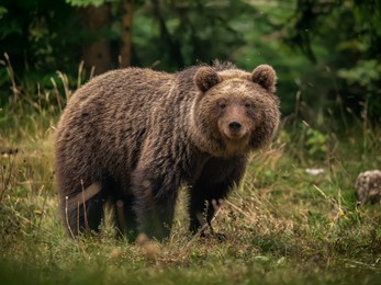 wild big male brown bear in his natural habitat. intense close brown bear encounter in the remote forests of
slovenia, europe. 