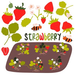 strawberry set. berries on garden bed, ripe and white strawberry, flowers, leaves. cute bees. text. vector illustration 