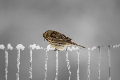 european greenfinch (chloris chloris). small bird with fresh yellow color body. song bird sitting on woody root. diffused brown background. garden bird in winter time on feeder. european wildlife.