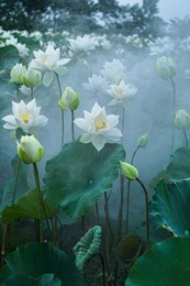 white lotus - vietnam national flower