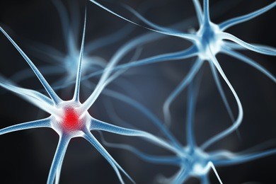 neurons in the brain