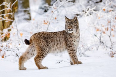 lynx in winter. young eurasian lynx, lynx lynx, walks in snowy beech forest. beautiful wild cat in nature. cute animal with spotted orange fur. beast of prey in frosty day. predator in habitat.
