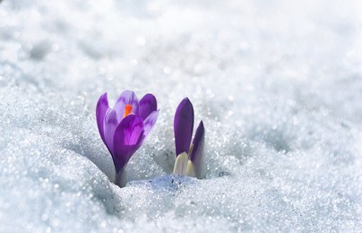 spring snowdrops flowers violet crocuses ( crocus heuffelianus ) in snow with space for text