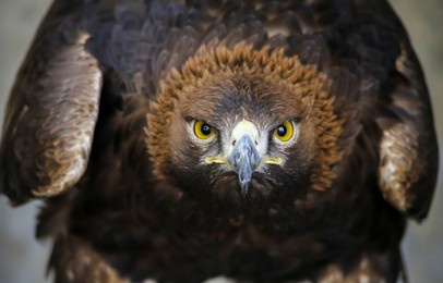 the hawk is watching closely