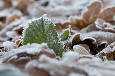 frozen green tree leaf smelly ballote, in winter with hoarfrost in dwingelderveld, netherlands