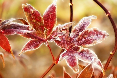 a close up of two japanese maple leaves covered in frost.  shallow depth of field. 