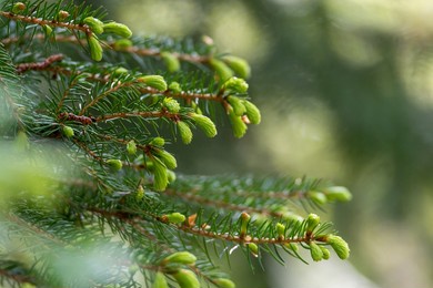 spruce tree, fir (pinaceae). branch with fresh light green spruce buds in spring time. often used as home remedies and medicinal plant. nature photography taken in sweden in may. bokeh background.
