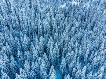 cold and snowy winter. sappada dolomites from above.