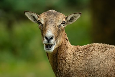 european mouflon (ovis aries musimon), with beautiful green coloured background. amazing mammal with brown hair near the forest. autumn wildlife scene from nature, czech republic