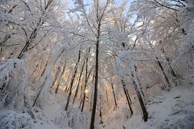 snow and nature landscapes and forests whitened by the first snowfalls in the northern apennines between modena and bologna italy 
