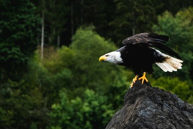 powerful bald eagle in nature