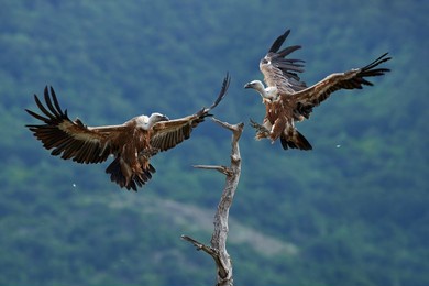 bulgaria nature, griffon vulture, big birds of prey sitting on rocky mountain, nature habitat, madzarovo, bulgaria, eastern rhodopes. wildlife from balkan. wildlife scene from nature, flight. 