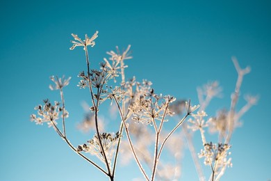 delicate winter flower closeup covered in frost on a clear and beautiful turquoise blue sky. shallow depth of field up-lit by a warm sun