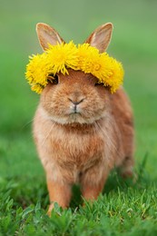 lovely rabbit with a wreath of flowers on its head