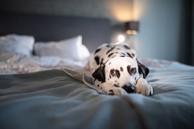 dalmatian dog on white soft comfortable bed. pet in hotel room. pet friendly hotel. travel with pet. sleepy dog in bed. lazy dog. sad dog waiting for owner. copy space. place for text