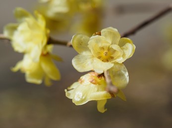 yellow flowers of japanese allspice blooming in winter