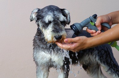 schnauzer dog grooming